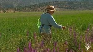 Yaban bitkilerin yetiştirilmesi,toplanması,işlenmesi
Konusunda çalışan küçük bir aile çiftliğidir