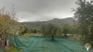 Social cooperative protecting the Selakano forest producing pure local products