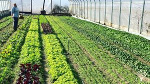 We are a biodiverse, regenerative, chemical free farm that grows products for member based clients