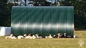 Our herd having a siesta.