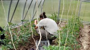 Market garden and pastured layers on the High Coast of Sweden