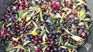 Aceitunas
