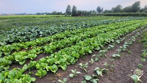 Organic and small scale vegetable farm