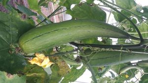 Biodynamische Gärtnerei, Landwirtschaft und Saatgutvermehrung