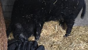 Black mangalica pigs 