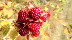 Japanese wineberry