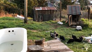 A small community of people, with lots of garden/Land projects.