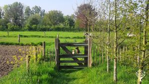 Our dog Martie and cat Robby are guarding the property 😉