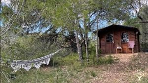 Overgrown olive grove in the mountains