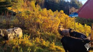 Regenerative farm surrounded by majestic mountains and stormfull ocean