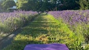 Small family-owned lavender farm focusing on creating a positive farm experience