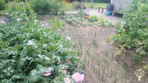 Vegetable garden
