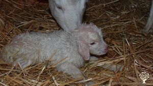 Homestead farm/Geese, chickens, ducks, goats, dogs, cats!