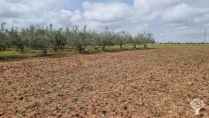 Permaculture organic farm