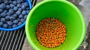 Harvest season