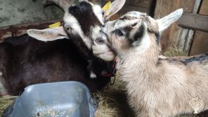 Micro-ferme agroforestière maraîchage, arbo, élevage (poule pondeuse+chèvre laitière) et bucheronnag