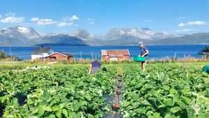 Harvesting in one of the strawberry fields