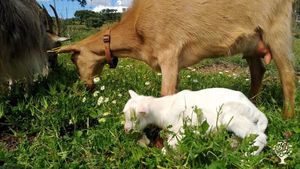 Family home and garden - rural, Educational Centre, Eco Retreat, Mixed Farm