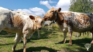 Traditional 1840s mountain farm with cows, forest and great views. Welcoming LGBTQ+