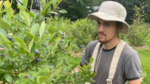 Ferme fruitière biologique - Autocueillette de bleuets et autres fruits