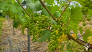 <GW134>산속 퍼머컬처 와이너리 / Permaculture Winery in the Mountains