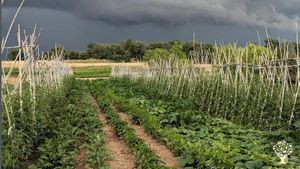Regenerative small farm with horse-powered market garden, bread making and self-sufficient living