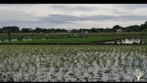 Organic rice and vegetables production