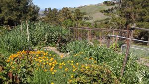 Vegetable&nbsp;garden and small orchard on a beautiful hillside near Monterey, California