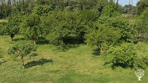 Coltivazione e trasformazione artigianale di frutti di bosco