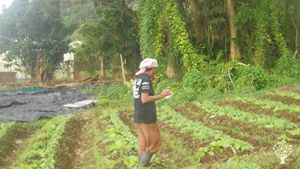 Ferme Biologique dans la verdure de Gourbeyre en Guadeloupe